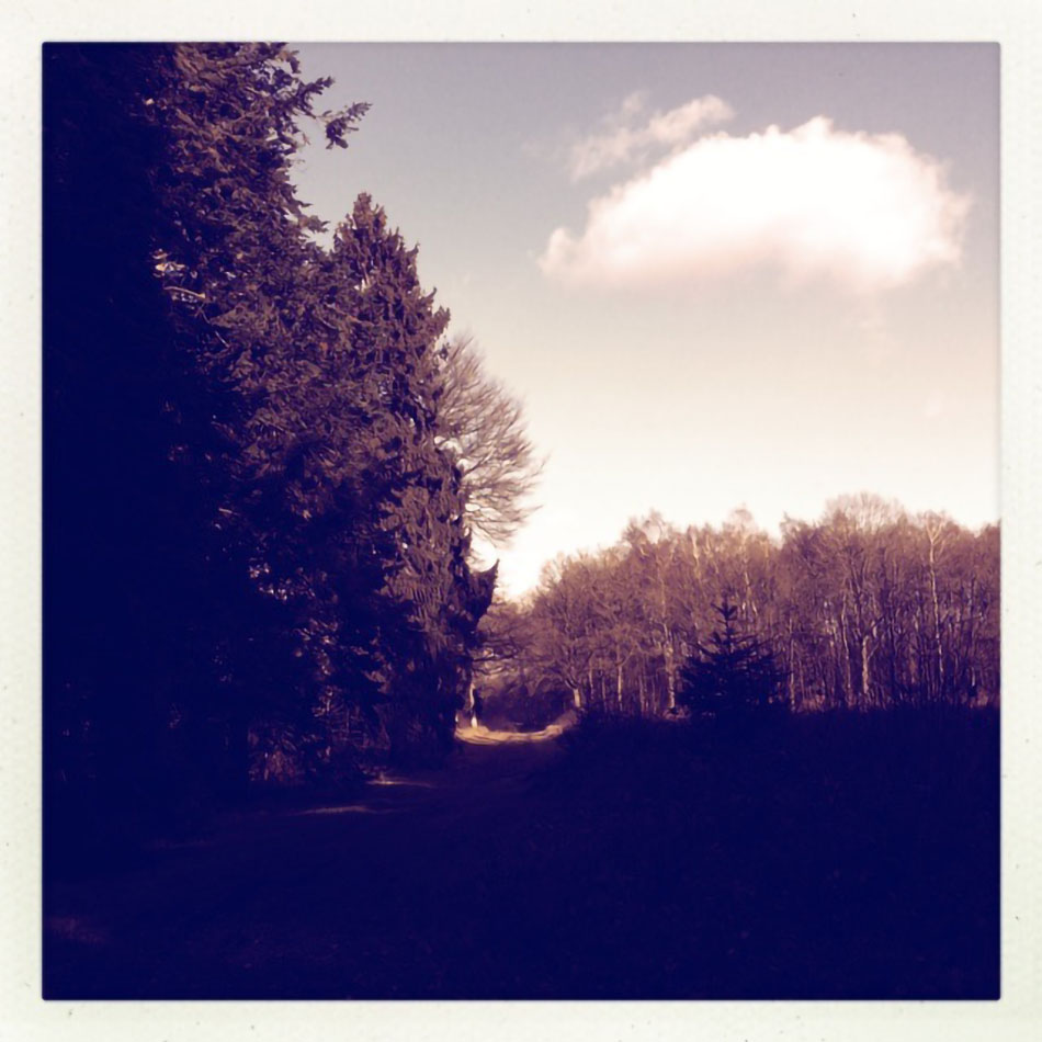 bosrand-wolk-blauwe-lucht