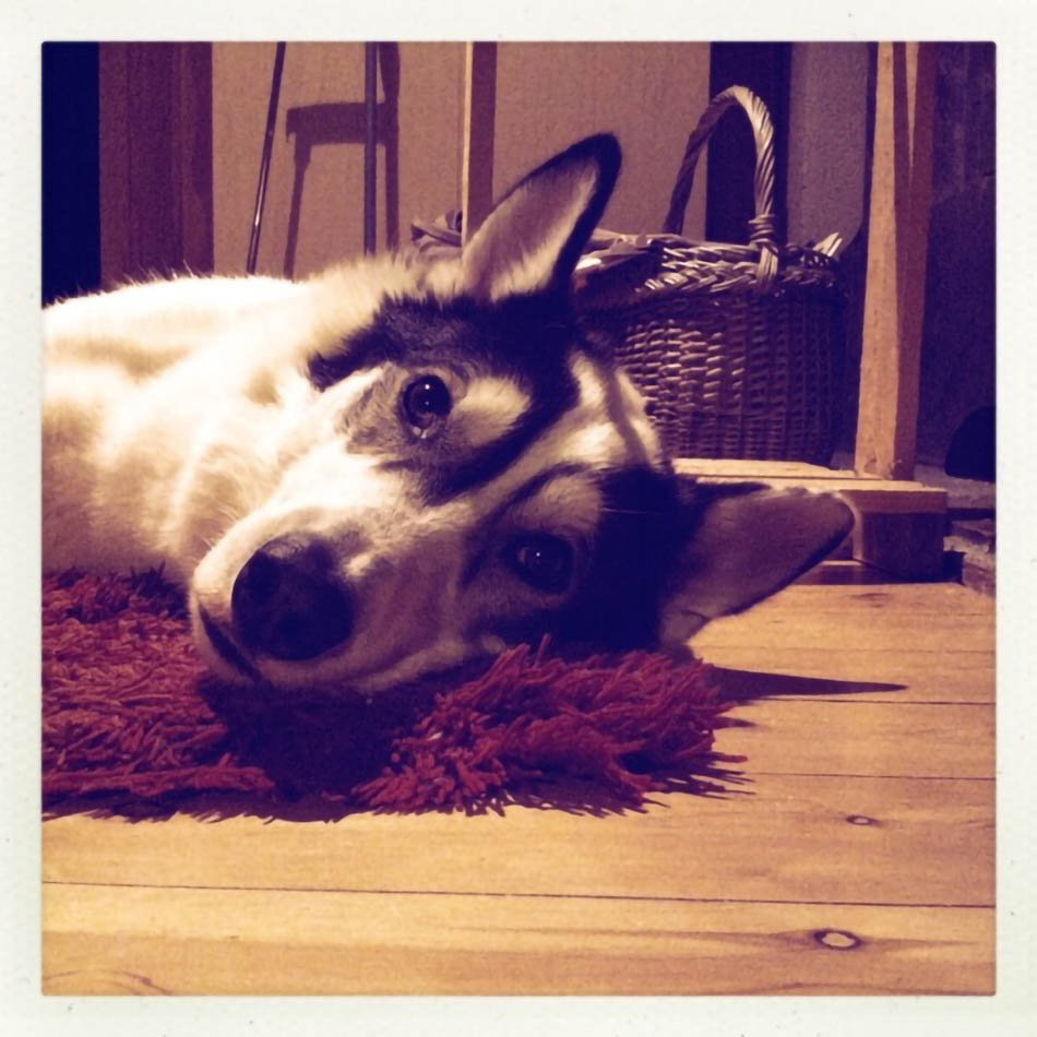 hond-liggend-tapijt