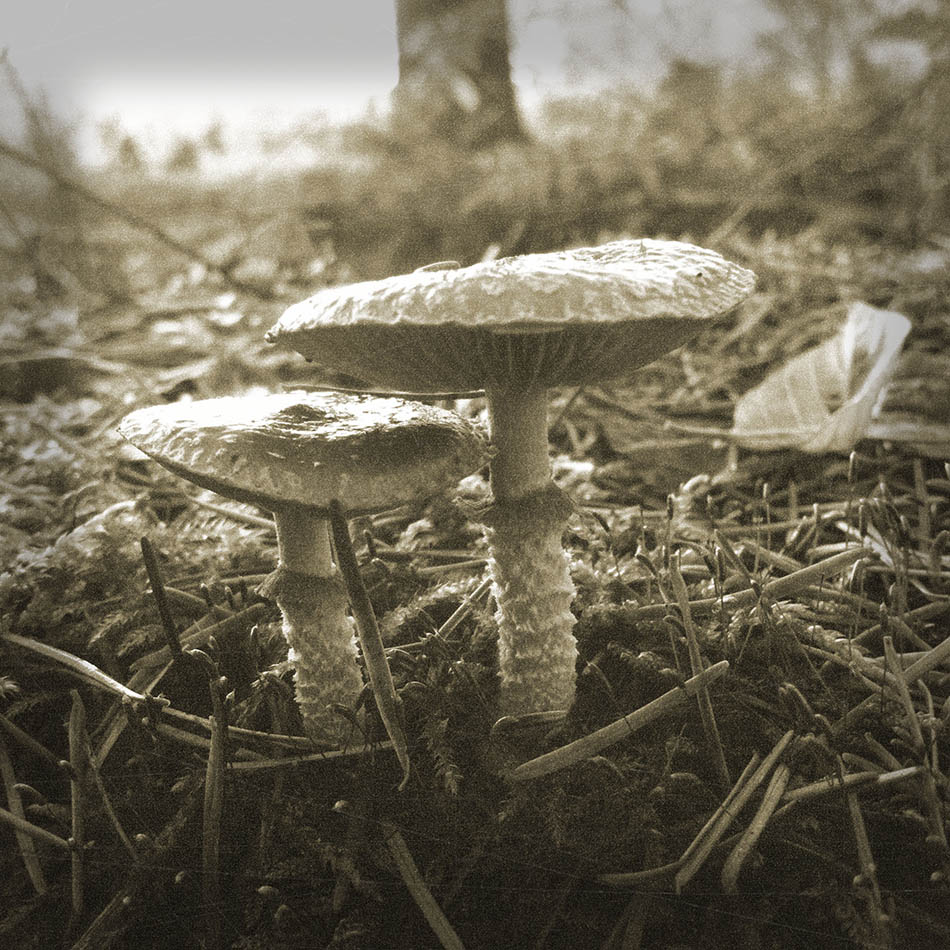 paddenstoel-bos-natuur