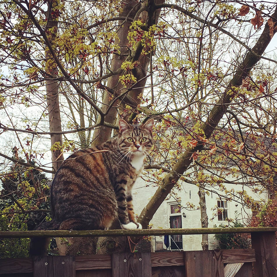 poes-schutting-camouflage